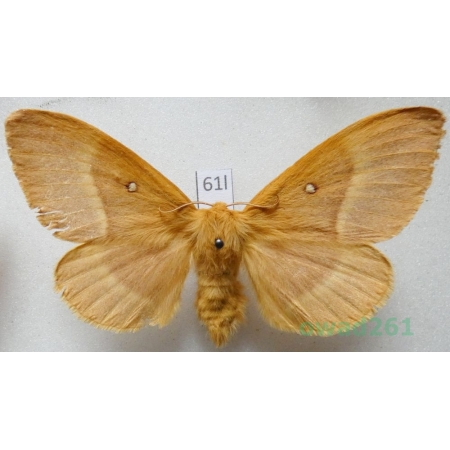 Lasiocampa quercus (Linnaeus, 1758) female Barczatka dębówka Poland61l